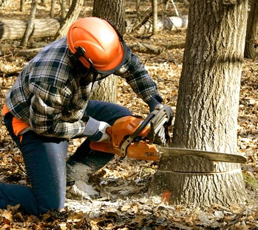 Tree Removal in Galesburg, IL